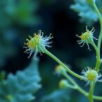 pseudomonas-syringae-teams-coordinate-movement-to-infect-plants