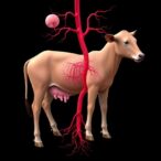 blocking-hypothalamic-estrogen-drives-lactation-metabolism