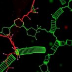 inducible-transposon-mutagenesis-reveals-bacterial-infection-genes