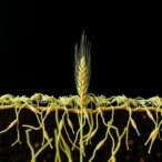 seed-borne-bacteria-shape-wheat-root-microbiomes