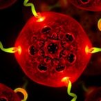 pt(iv)-coordinated-carbon-dots-trigger-nir-induced-pyroptosis