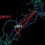 crispr-screen-reveals-lrp1-as-sftsv-entry-factor