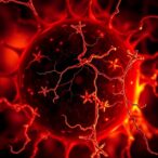 autophagy-disruption-triggers-retinal-cell-death-early