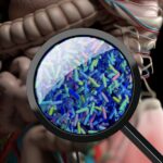 gut-fungus-shows-promise-in-reversing-mash-in-mice