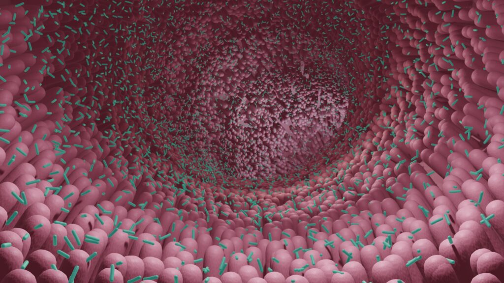 targeting-gi-drug-delivery-with-glycocaging-could-improve-ibd-treatments