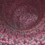 targeting-gi-drug-delivery-with-glycocaging-could-improve-ibd-treatments