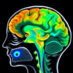 mr-perfusion-mapping-reveals-neural-activation-effects
