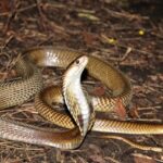 antivenom-cocktail-protects-against-19-of-world’s-deadliest-snakes