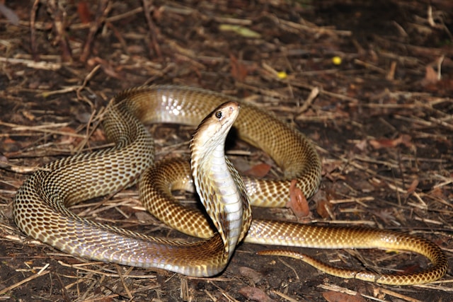 antivenom-cocktail-protects-against-19-of-world’s-deadliest-snakes