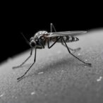 crispr-screen-identifies-malaria-protein-crucial-for-transmission