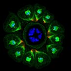 defective-cd4-t-cell-autophagy-fuels-liver-fibrosis