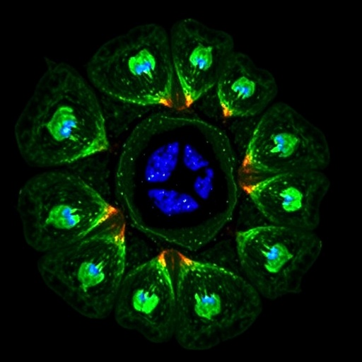 defective-cd4-t-cell-autophagy-fuels-liver-fibrosis