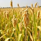 alternative-cereals-cut-climate-losses,-boost-indian-farmers