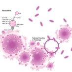 nitroxoline’s-action-and-resistance-in-gram-negative-bacteria