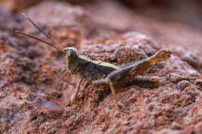 rare-grasshopper-believed-extinct-rediscovered-after-four-decades