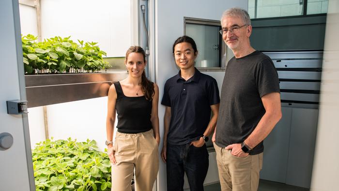 boosting-crop-yields-and-cutting-environmental-impact-through-vertical-farming