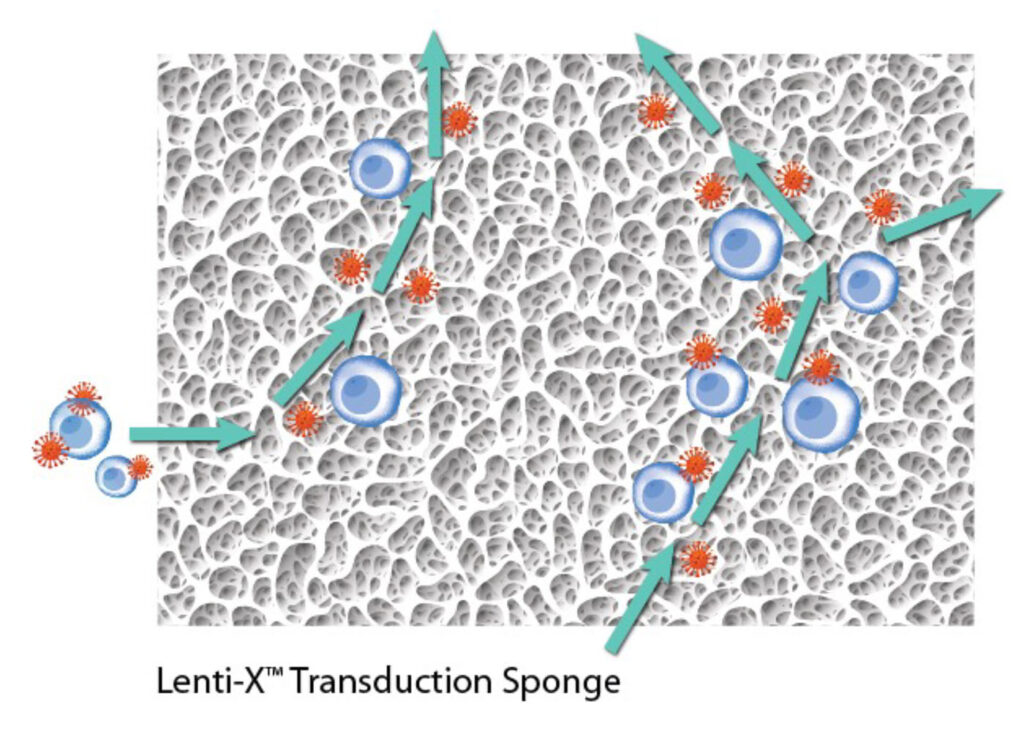increasing-transduction-efficiency-by-enhancing-co-localization-of-viruses-and-cells