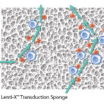increasing-transduction-efficiency-by-enhancing-co-localization-of-viruses-and-cells