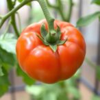 discovery-uncovers-key-mechanism-regulating-tomato-ripening