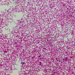 first-fully-integrated,-automated-production-process-for-e.coli