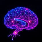 light-microscopy-maps-mammalian-brain-connections