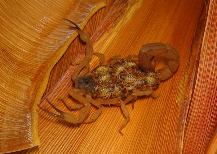 urbanization-and-climate-change-fuel-silent-scorpion-sting-epidemic-in-brazil