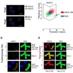 blocking-shoc2–ras-interaction-in-ras-cancers