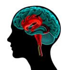 dopamine-d1–d2-controls-hippocampal-approach-avoidance