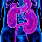 renal-carcinoma-types-linked-to-perirenal-fat