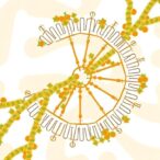 native-nucleosomes-shape-genome-organization-intrinsically