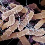 slow-growing-bacteria-exhibit-heightened-sensitivity-to-environmental-changes