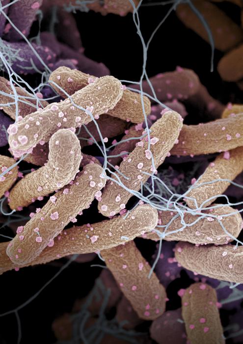 slow-growing-bacteria-exhibit-heightened-sensitivity-to-environmental-changes