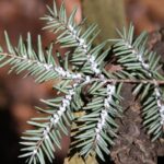 generalist-pests-inflict-greater-overall-damage,-while-specialists-are-more-lethal-to-trees