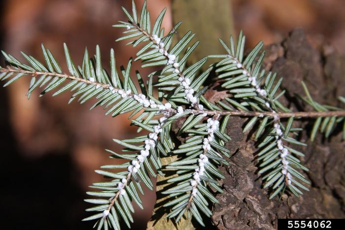 generalist-pests-inflict-greater-overall-damage,-while-specialists-are-more-lethal-to-trees