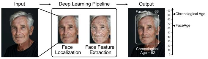 ai-tool-analyzes-facial-images-to-estimate-biological-age-and-forecast-cancer-prognosis