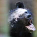 illegal-wildlife-trade-in-north-korea-poses-threat-to-endangered-species
