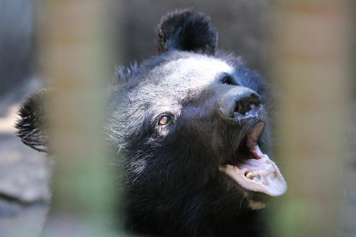 illegal-wildlife-trade-in-north-korea-poses-threat-to-endangered-species