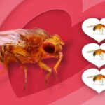 wolbachia-drives-female-drosophila-promiscuity-to-enhance-it’s-spread