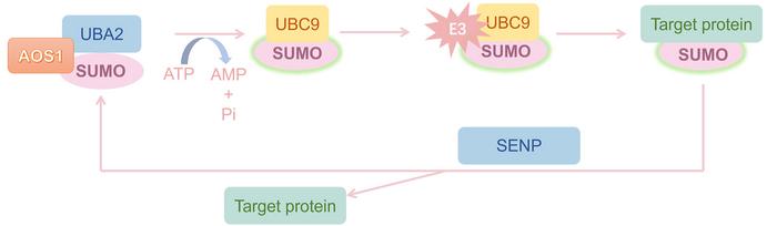 ranbp2:-crucial-player-in-solid-tumors-and-promising-target-for-therapy
