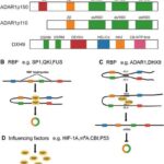 rna-binding-proteins-and-circular-rnas:-exploring-a-revolutionary-frontier-in-cancer-therapy