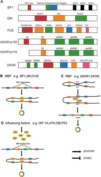 rna-binding-proteins-and-circular-rnas:-exploring-a-revolutionary-frontier-in-cancer-therapy