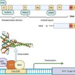 revolutionizing-cancer-treatment-by-targeting-the-myc-pathway