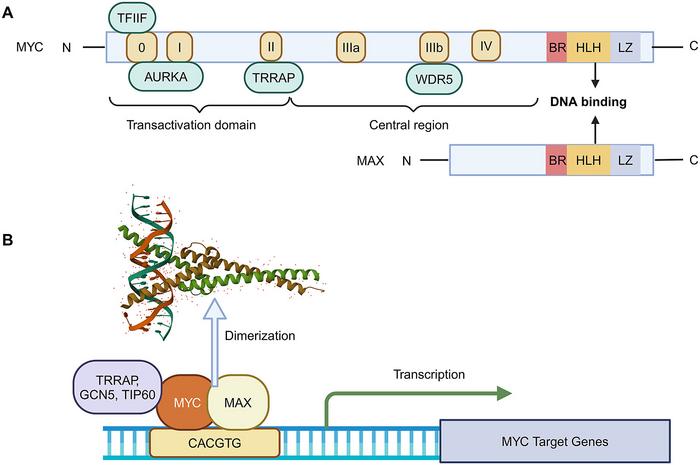 revolutionizing-cancer-treatment-by-targeting-the-myc-pathway