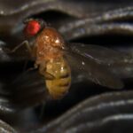 first-chromosome-causing-cheating-behavior-in-both-male-and-female-fruit-flies-discovered
