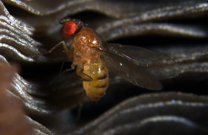 first-chromosome-causing-cheating-behavior-in-both-male-and-female-fruit-flies-discovered