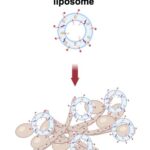 promising-advances:-targeted-nanoparticles-enhance-efficacy-of-antifungal-treatments