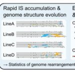 speeding-up-bacterial-evolution-in-the-lab:-new-advances-unveiled