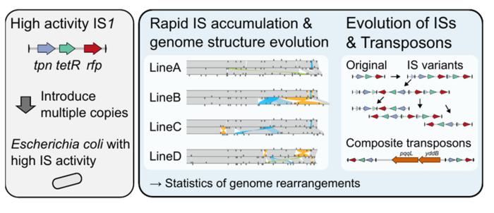 speeding-up-bacterial-evolution-in-the-lab:-new-advances-unveiled