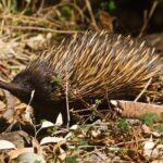 echidna-microbiome-shifts-during-maternal-puggle-nursing