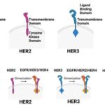 her3-reclaims-spotlight-as-a-crucial-target-in-cancer-therapy-advances